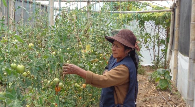 Tomate