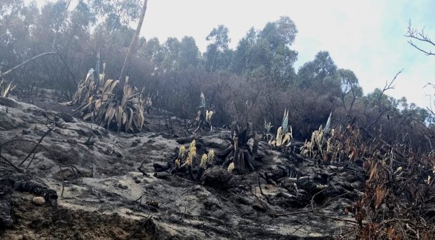 Waldbrand